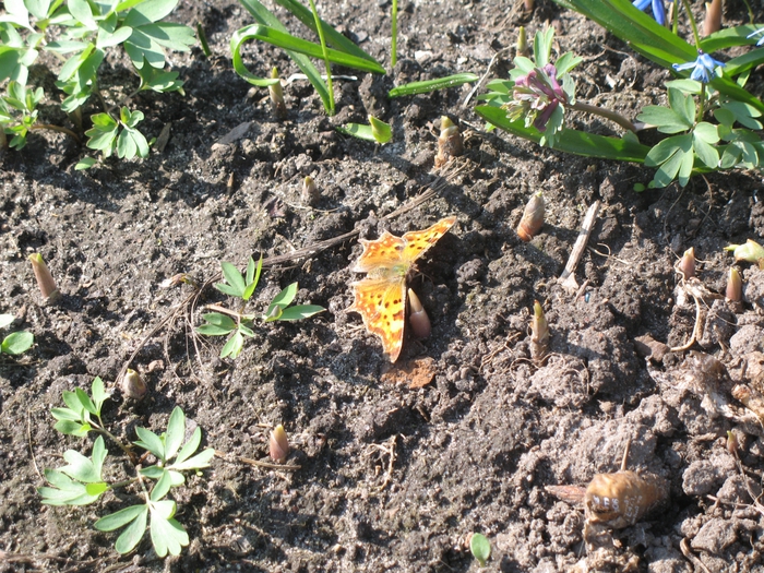4016659_IMG_4425_1_ (700x525, 414Kb)