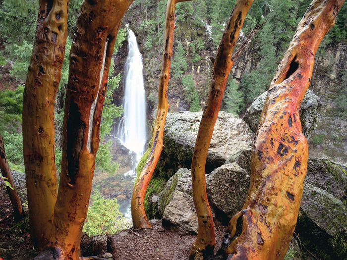 Madrone Trees and Barr Creek Falls, Mill Creek R (700x525, 239Kb)