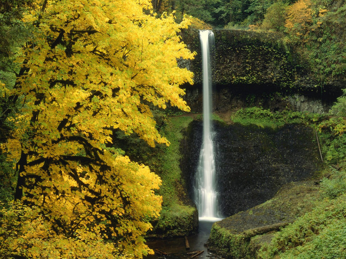 Middle North Falls, Silver Falls, Oregon - 1600x (700x525, 251Kb)
