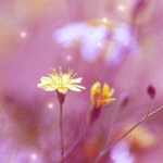 2942322_1068999_1_ (150x150, 94Kb)