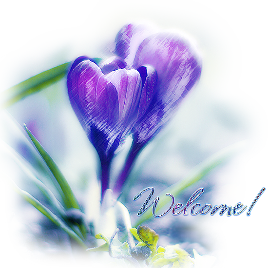 crocus__by_simoendli-d3bdtd (550x550, 617Kb)