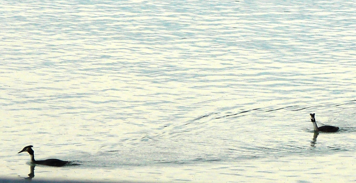 DSC00575 (700x359, 171Kb)