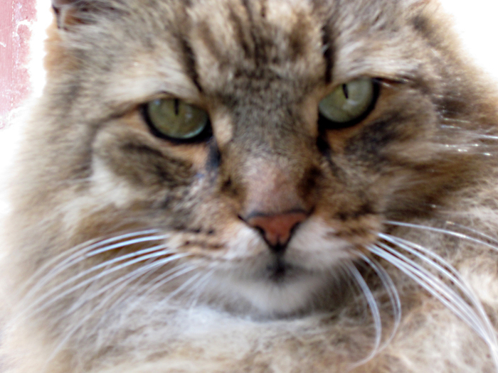 IMG_1352 (700x525, 332Kb)