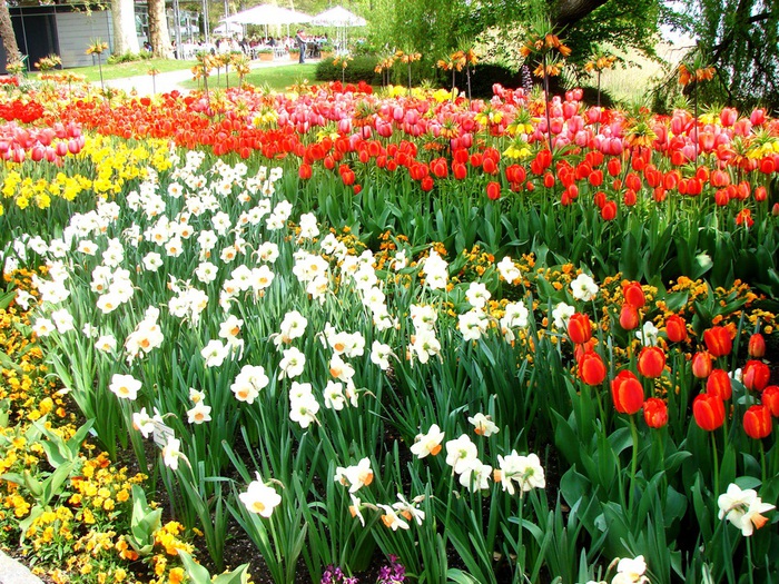 DSC00671 (700x525, 262Kb)