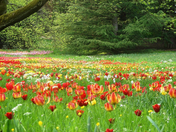 DSC00778 (700x525, 232Kb)