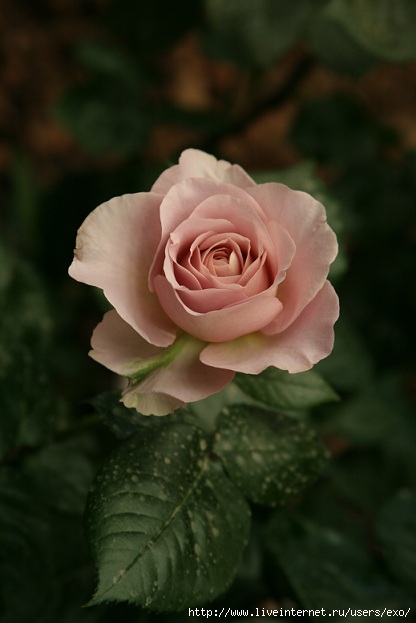 rosa_violet (416x623, 101Kb)