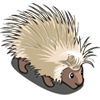 1979159_WhitePorcupine (100x100, 19Kb)