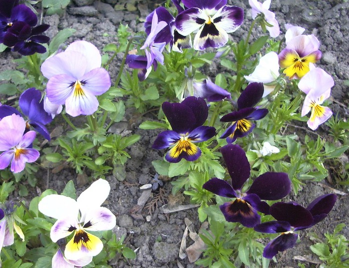 IMGP6959 (700x537, 154Kb)
