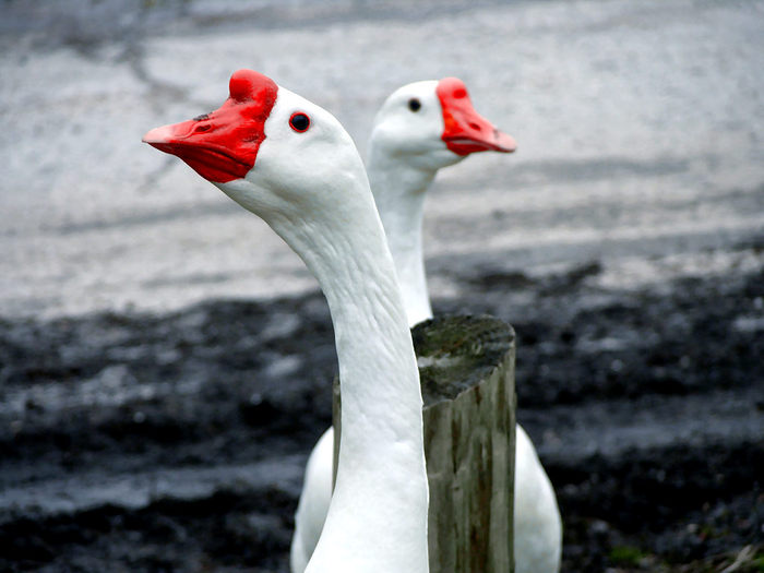 Geese (700x525, 53Kb)