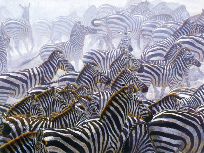 Zebras (700x525, 158Kb)