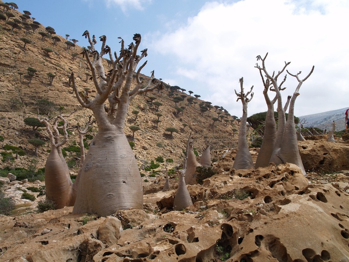 . Adenium arabicum