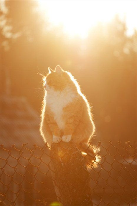 3336370_015 (465x700, 33Kb)