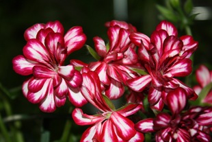 4216969_pelargonium_thumb (310x207, 29Kb)