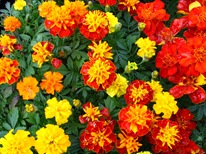 4216969_marigold_thumb (206x154, 26Kb)