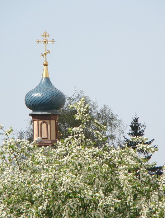 Картинки черемуха в деревне