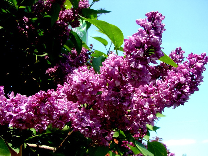 DSC00001 (700x525, 231Kb)