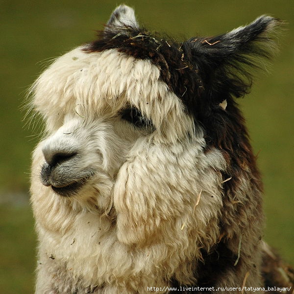 4280344_60802907_1277522668_600pxAlpaca_headshot1 (600x600, 211Kb)