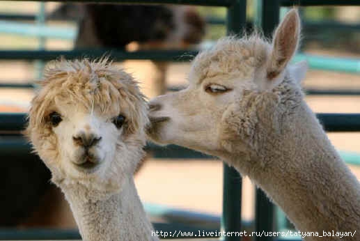 4280344_60803222_1277525007_alpaca_kiss1 (517x346, 81Kb)