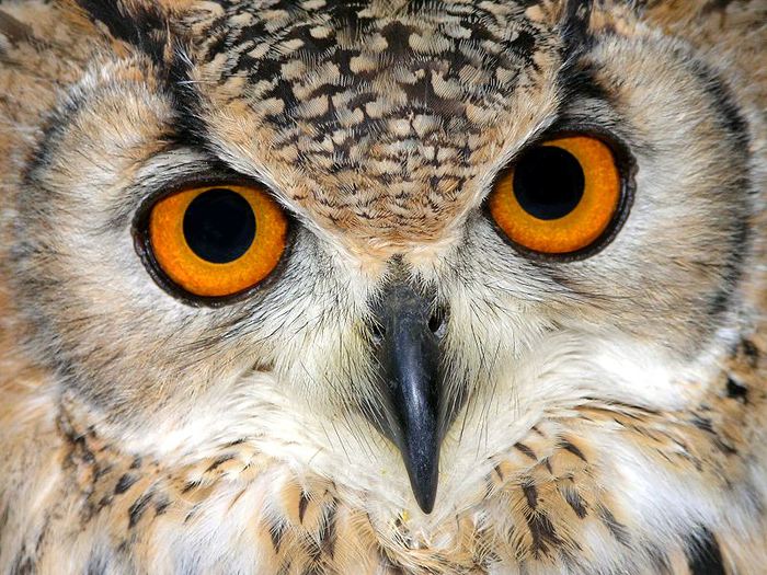 3801119_1228942455_20_owls (700x525, 105Kb)