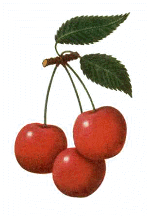 cherrytwig (305x445, 35Kb)