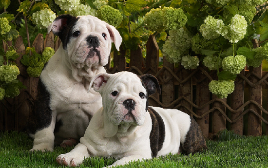 Proshots - Bulldog Puppies - Professional Photos (550x345, 507Kb)