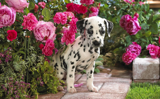 Proshots - Dalmatian Puppy - Professional Photos (523x323, 462Kb)