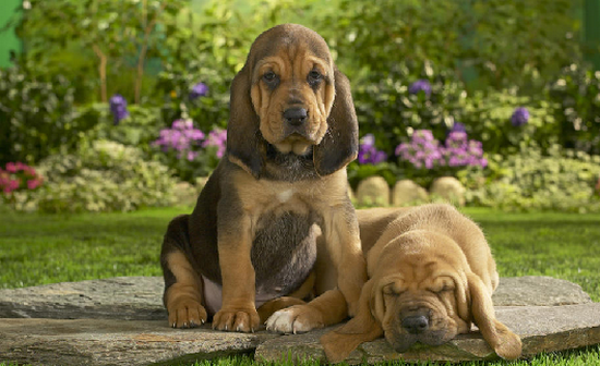 Proshots - Hound Puppies - Professional Photos (550x336, 495Kb)