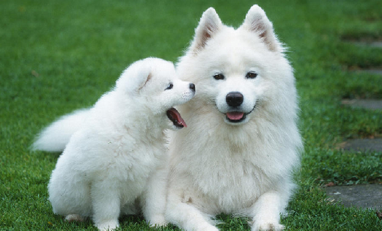 Proshots - Samoyed With Puppy - Professional Photos (550x333, 432Kb)