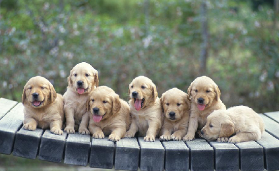 Proshots - Seven Golden Retriever Puppies - Professional Photos (550x338, 454Kb)