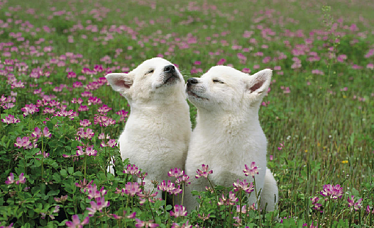 Proshots - Smelling the Wildflowers, Japan - Professional Photos (527x322, 447Kb)