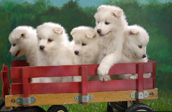 Proshots - Wagonload of Samoyed Puppies - Professional Photos (550x358, 470Kb)