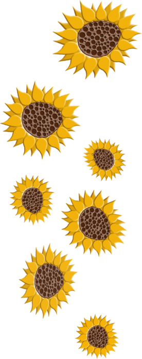 3999544_Bellabelugas_SunflowerFields_element_02 (276x700, 179Kb)