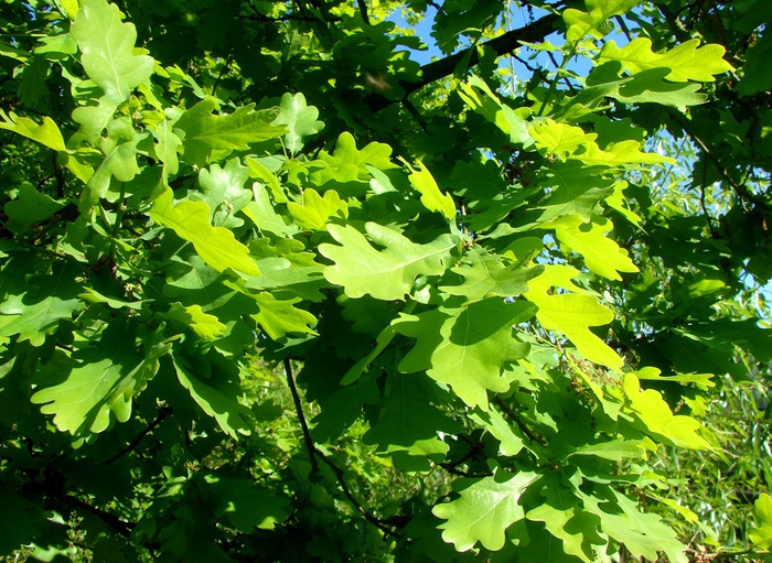 DSC00063 (700x511, 245Kb)