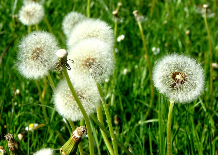 DSC00044 (700x499, 200Kb)