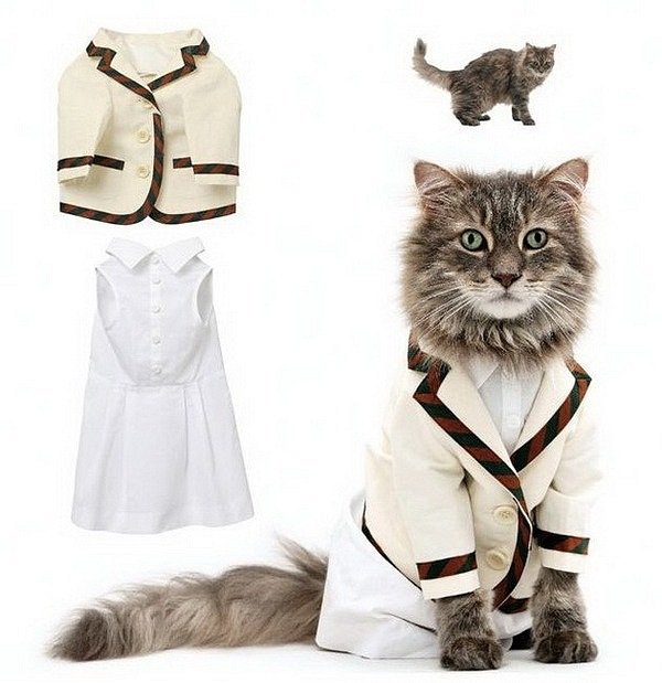 cat_fashion_05 (600x619, 60Kb)