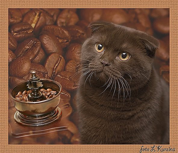 3802547_Kofeinii_kotik (591x507, 104Kb)