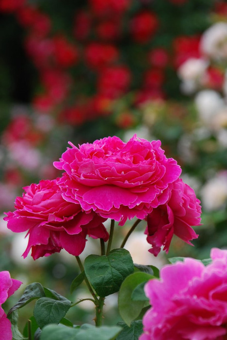 Японская роза фото садовая