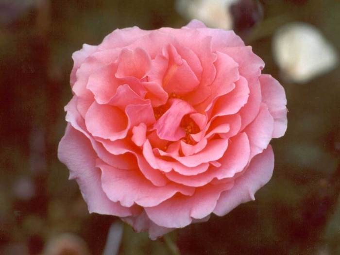 pink-rose-flower[1] (700x525,  31Kb)
