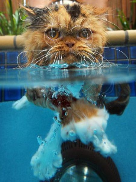 Swin_cats_08 (450x600, 53Kb)