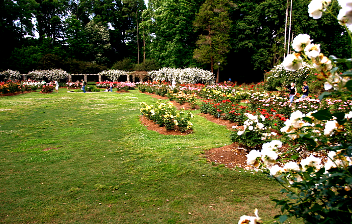 rose_garden.jpg (изображение «JPEG», 900x571 пикселов) - Масштабированное (98%) (700x445, 742Kb)