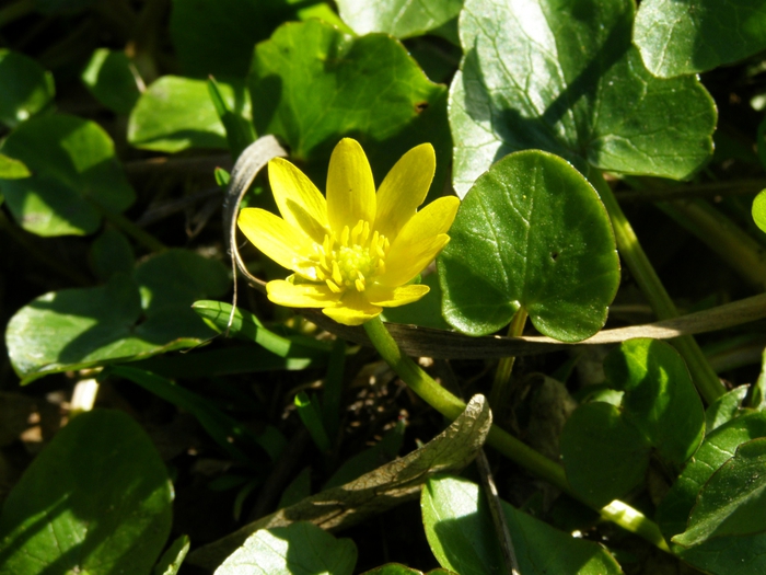 3825896_P4160134 (700x525, 263Kb)