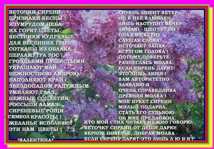 Загадка на двоих сирень. Стихи про сирень. Детское стихотворение про сирень. Стих про сирень короткий. Стихотворение про сирень короткие.