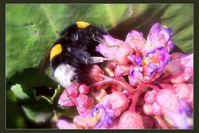 bumblebee (700x466, 67Kb)