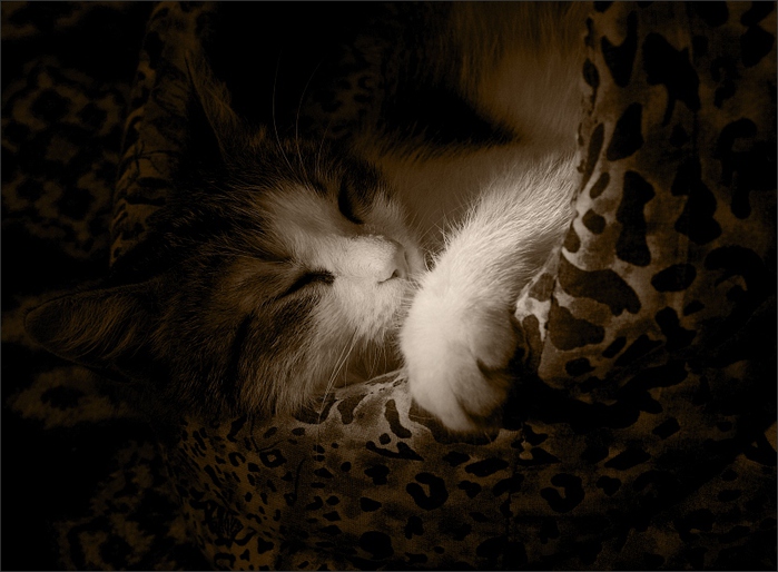 1303757370 (700x514, 163Kb)