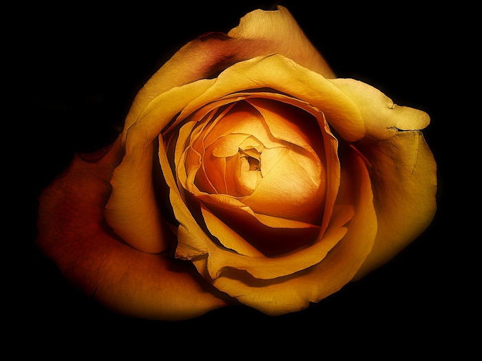 rose1 (700x525, 164Kb)