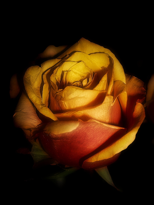 rose3 (525x700, 151Kb)