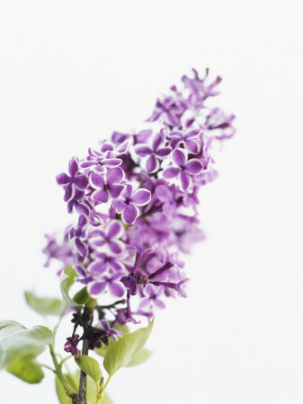 lilac-beauty (337x450, 27Kb)