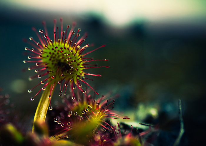 Sundew_by_Nitrok (700x497, 254Kb)