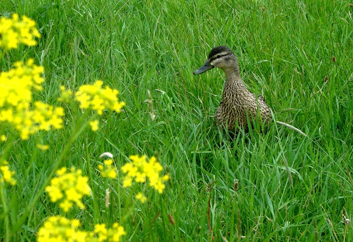 DSC00546 (700x479, 220Kb)