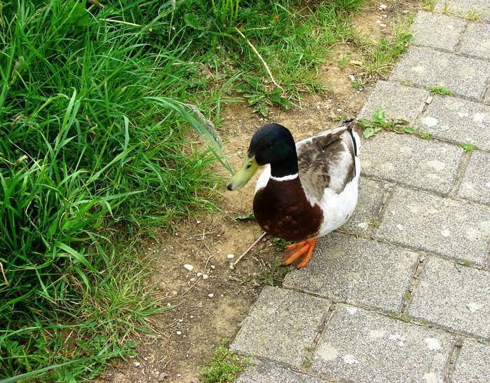 DSC00548 (700x546, 250Kb)